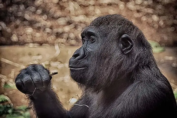 lowland gorilla